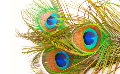 Bright feathers of a peacock close up