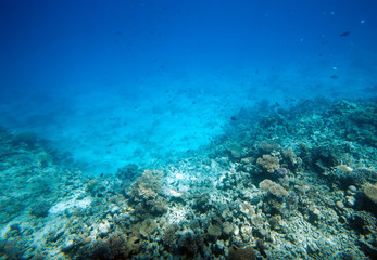 undersea