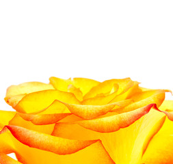 Bud of an orange rose close up