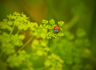 Ladybird on a green young grass