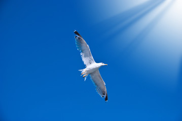 White seagull among the clear dark blue sky