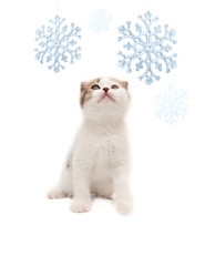 The small nice kitten looks at snowflakes