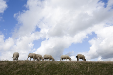 Fototapeta premium Sheep