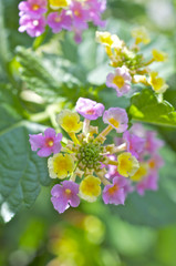 ピンクと黄色のランタナ