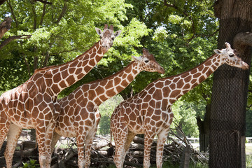 Three Giraffes at the Zoo