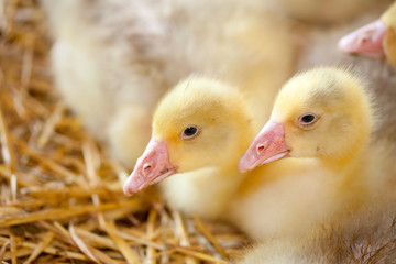 Little Ducklings
