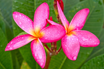 Water Drop On Pink Plumeria flowers