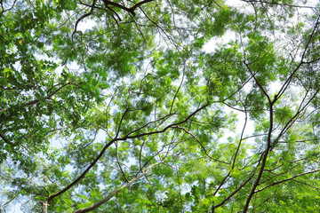 Fototapeta na wymiar Tree canopy