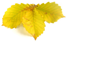 Yellow autumn leaves