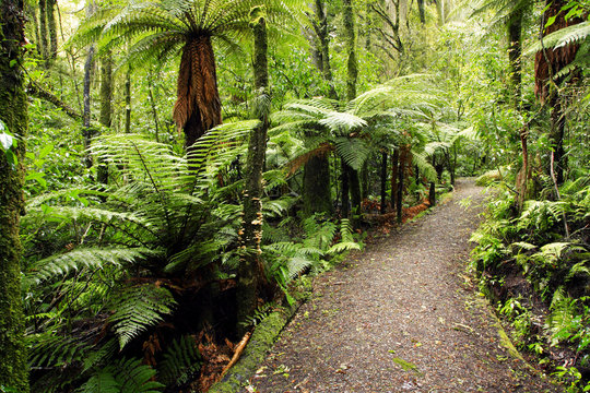Fototapeta Walking path in tropical forest jungle