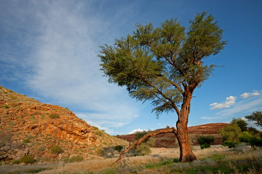 African tree landscape, Namibia