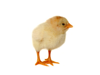 Funny chicken