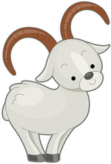 Dall Sheep