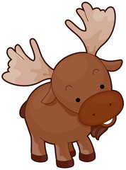 Fototapeta premium Moose