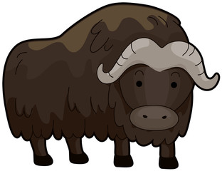 Musk Ox