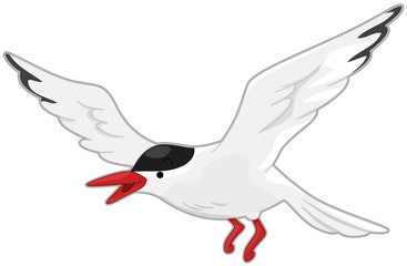 Arctic Tern