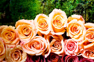 Close up of the many colorful roses