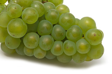 Fränkische Weintrauben 2010