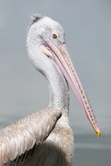 Spot-billed Pelican