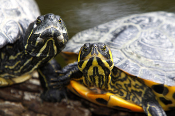 Gelbwangenschmuckschildkröten
