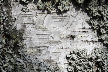 background of birch bark