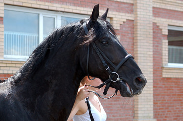 Black horse with the jockey