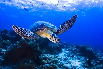 Foto op Plexiglas Groene zeeschildpad die over het rif in Pulau Sipadan . zwemt © OutdoorWorks