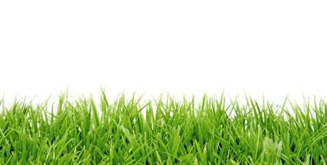 Grass in closeup over white background