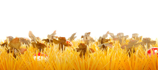 Obraz premium autumn grass with little mushrooms over white background