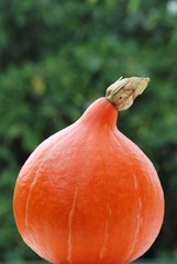 potimarron