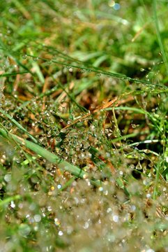 dewdrops