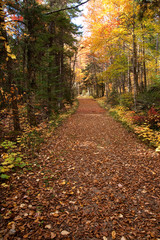 Fototapeta premium Autunm