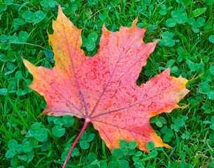 Red maple leaf in green grass