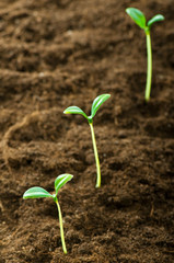 Green seedling illustrating concept of new life