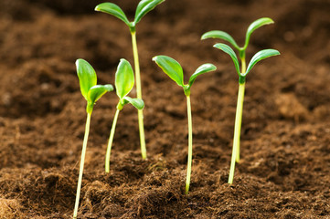 Green seedling illustrating concept of new life