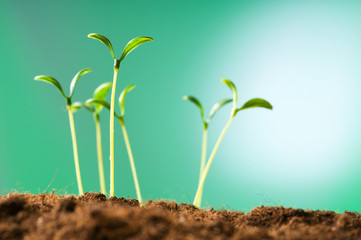 Green seedling illustrating concept of new life
