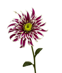 flower nature garden botany daisy bloom