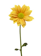 flower nature garden botany daisy bloom