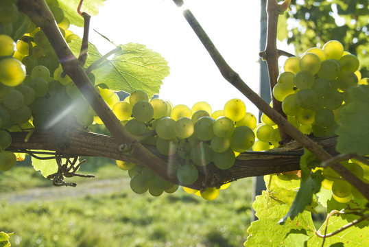 White grapes in a vineyard.