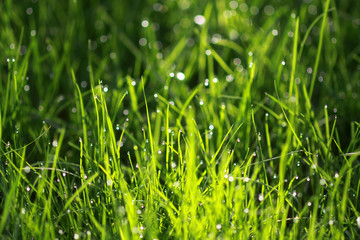 Morgentau im Gras