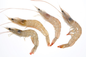 Fresh Prawns On White Background