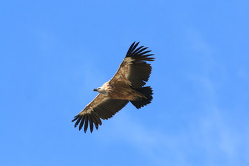 Vautour Fauve