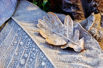 Background from autumn leaves