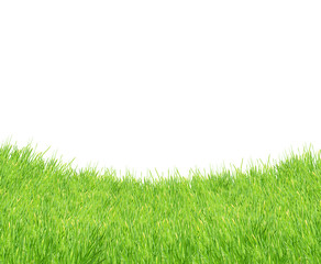 Fototapeta na wymiar Isolated green grass