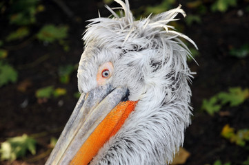 Pelikane (Pelecanidae)