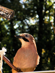 Eichelhäher auf Vogelhaus