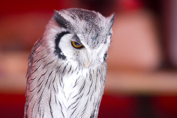 owl