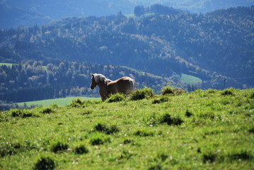 Naklejka premium Haflinger