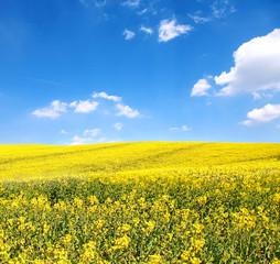 Flower of oil rape in field with blue sky and clouds