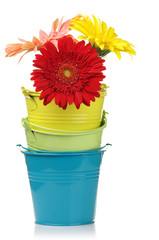 Colorful buckets with gerberas